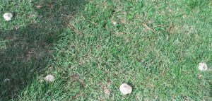 Unos alentadores champiñones...