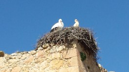 Las legendarias cigueñas (¡para los italianos!)