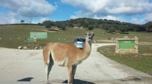 Una sorprendente bienvenida