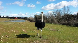Un curioso y rápido avestruz