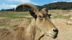 Un animalesco encuentro a cortisima distancia
