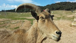 Un animalesco encuentro a cortisima distancia