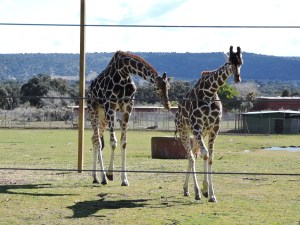 Una pareja de elegantes jirafas