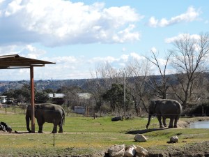 Elefantes paseando sin prisa pero sin pausa