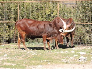 Los watussi y su larga cornamenta