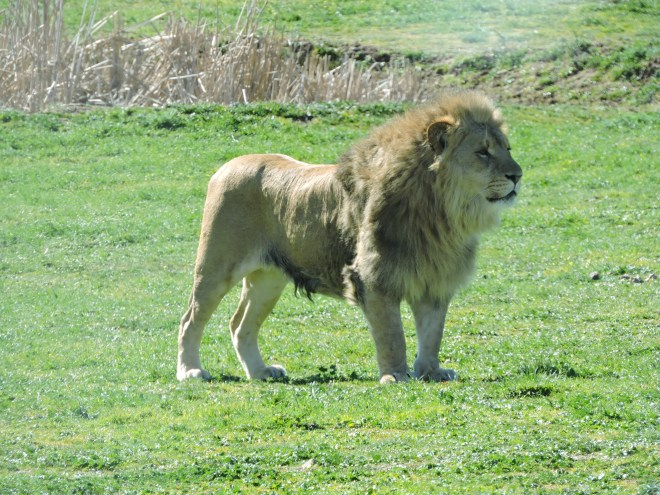 El Rey de los Reyes, el Señor de la Silva, Su Majestad el León