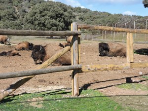 Una cueva de Altamira a cielo abierto