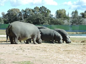 Unos voluminosos y peligrosos hipopótamos