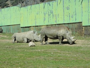 Unos rinocerontes con el típico cuerno de queratina no curativa