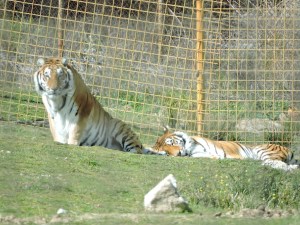 Los carnívoros tigres del Bengala