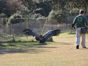 El majestuoso halcón sacre