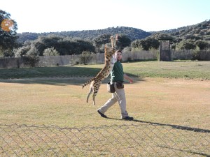 El cerval y sus espectaculares saltos verticales 