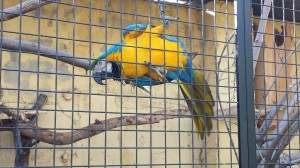 El simpático gucamayo azul