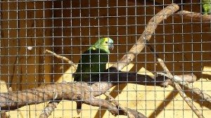 Una amazona de frente azul