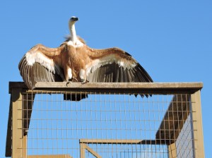 El simpático y exhibicionista Dioni