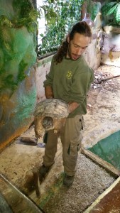 La letal tortuga mordedora